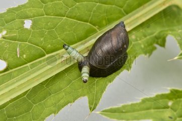 Green-banded broodsac (Leucochloridium paradoxum) infecting Amber snail. Kværkeby mose  Denmark in July