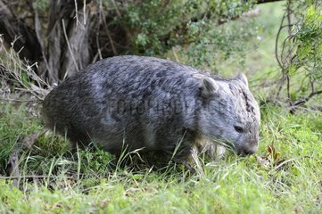 Common Wombat (Vombatus ursinus)  Wilson promontory  Victoria  Australia