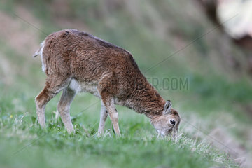 European mouflon (Ovis orientalis musimon) female grazing  Valais Alps  Switzerland
