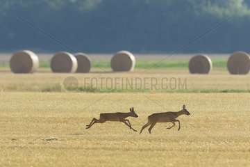Western Roe Deers (Capreolus capreolus)  Roebuck and Doe  Mating Season  Hesse  Germany  Europe