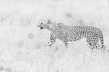 Cheetah (Acinonyx jubatus) walking in savanna  Kruger national ParK  South Africa