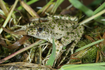 Parsley frog (Pelodytes punctatus)  Marais poitevin  Vendée  France