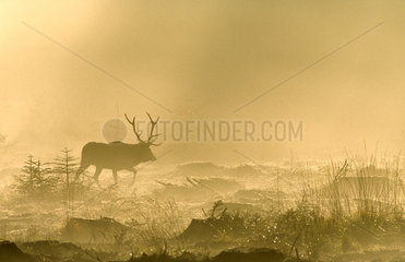 Red Deer (Cervus elaphus) walking in the fog against the light at dawn  Ardennes  Belgium