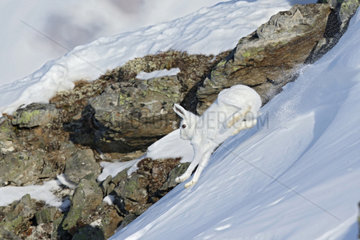Hare ( mountain hare ) running in white winter coat in the snow  Alps   Switzerland.