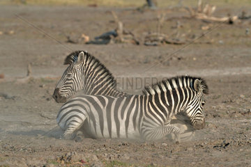 Plains Zebras (Equus burchelli) clash between two males. A dominant stallion protecting his harem against another male who seeks to impose. The fight is to bite the neck of the opponent  to kneel and make him lower his head in an attitude of submission. U