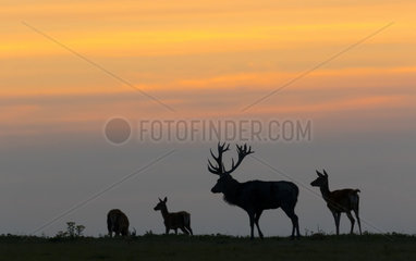 Red deer (Cervus elaphus) Red deer silhouette on the crest of a hill at sunset in Autumn  England