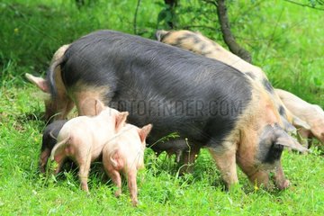Pigs  Armenia