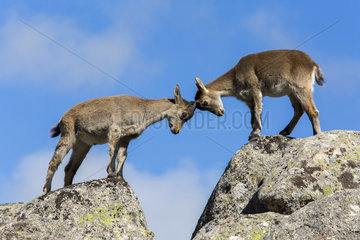 Spanish ibex (Capra pyrenaica) young fighting on rock  Guadarrama National Park  Madrid  Spain