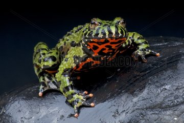 Fire-bellied toad (Bombina orientalis) on black background