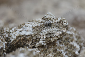 Portrait of Spider-tailed horned viper (Pseudocerastes urarachnoides)  Zagros Mountains  Ilam Province  Iran