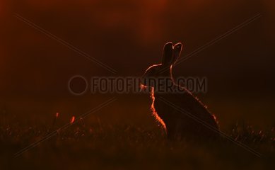 Brown hare (Lepus europaeus) Hare silhouette in a meadow at sunset  England  Spring