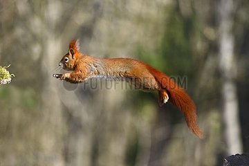 Red squirrel (Sciurus vulgaris) jumping  Northern Vosges Regional Nature Park  France