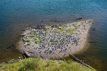 Pigeons on an island in the Tarn encircled by Wels Catfishes (Silurus glanis)  Occitania  France