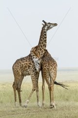 Kenya  Masai-Mara Game Reserve  Girafe masai (Giraffa camelopardalis)  males fighting