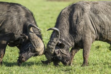 Kenya  Masai-Mara game reserve  buffalo (Syncerus caffer)  males fighting