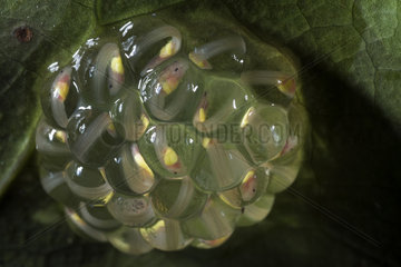 Fleischmann's Glass Frog developed tadpoles in the egg mass under a leaf in Guatemala