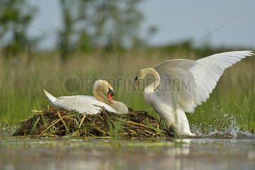 Mute swans (Cygnus olor) on their nest  Dombes  France