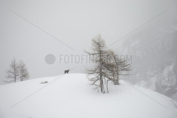Alpine chamois (Rupicapra rupicapra ) in the snow  Alps  Italy