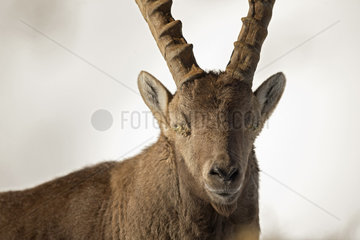 Portrait of Alpine Ibex (Capra ibex) male suffering from keratoconjunctivitis  eye disease  Valais Alps  Switzerland.