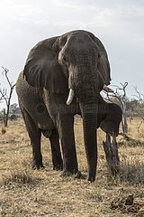 Botswana  Khwai River reserve  elephant (Loxodonta africana)  funny male