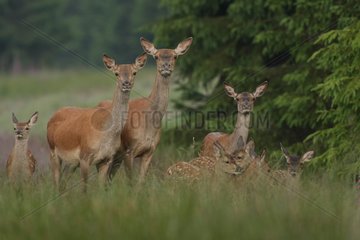 Red deer (Cervus elaphus) does and fawns   Ardennes   Belgium