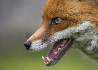 Red fox (Vulpes vulpes) Fox head details. England  Spring