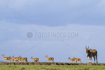 Kenya  Masai-Mara game reserve  Cape Elan (Taurotragus oryx)  male and impalas