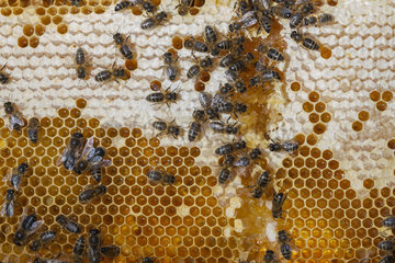 Honey bees (Apis mellifera) workers on alveoli  France