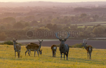 Red deer (Cervus elaphus) on the crest of a hill at sunset in Autumn  England