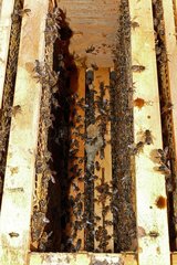 Warré hive. Inside the hive. Apiary Porte Rouge. Levens. Alpes-Maritimes. France