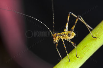 Young Orthoptera on a stem   France