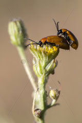 Daffodil leaf beetle (Exosoma lusitanica) mating  Guadarrama National Park  Madrid  Spain