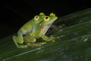 Fleischmann's Glass Frogs during amplexus in Guatemala