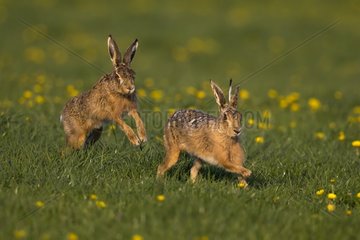 Brown hare (Lepus europaeus) Hare running after each other in a meadow  England  Spring