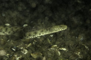 Dice snake  Natrix tessellata  Lugano lake  Ticino  Switzerland