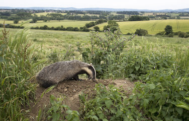 Badger (Meles meles) Badger looking for food  England  Summer