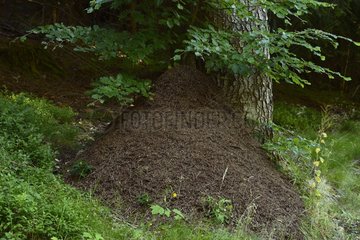 Anthill of red ant ( Formica rufa ) at the foot of a forest tree  Massif du Ballon d' Alsace   Vosges  France
