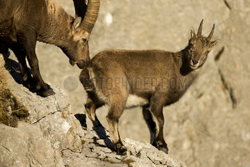 Alpine ibex (Capra ibex) male and female in heat  Alps   Switzerland.