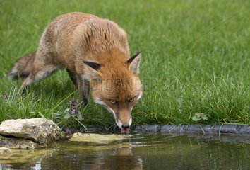 Red fox (Vulpes vulpes) Fox drinking. England  Spring