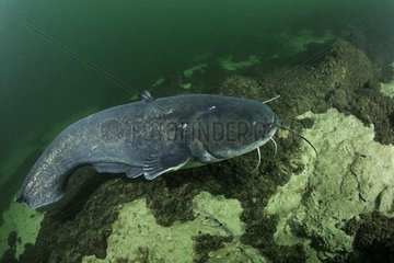 Wels catfish  Silurus glanis  also called sheatfish  is a large catfish native to wide areas of central  southern  and eastern Europe  Aare or Aar river  Switzerland
