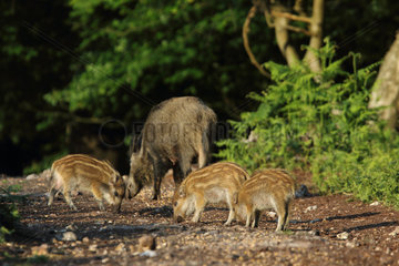 Eurasian wild boar (Sus scrofa)   female and young   Normandy  France