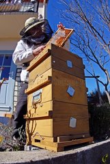 Warré hive. Extraction of a frame by a beekeeper. Apiary Porte Rouge. Levens. Alpes-Maritimes. France