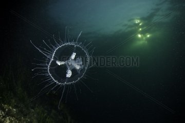 Craspedacusta sowerbii  freshwater jellyfish  phylum Cnidaria  invasive species. Lugano lake  Ticino  Switzerland