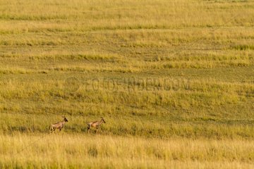 Kenya  Masai-Mara game reserve  topi (Damaliscus lunatus)