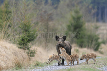 Eurasian wild boar (Sus scrofa) young boars playing with their mother on a forest road  Ardennes  Belgium