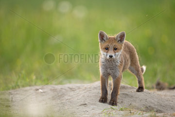 Red fox (Vulpes vulpes ) young   Country Fribourg   Switzerland