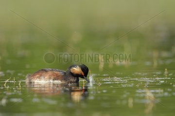 Black-necked Grebe (Podiceps nigricollis) on the water with a feather in its beak  Dombes  France