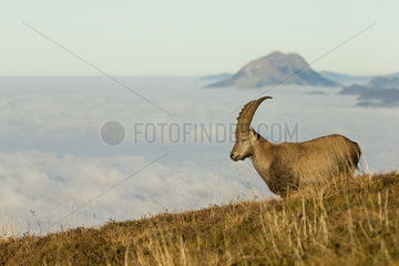 Alpine Ibex (Capra ibex) male  Alps   Switzerland.