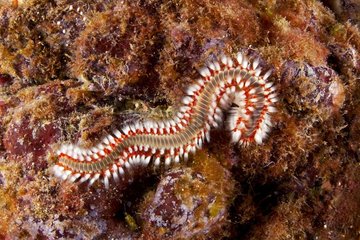 Fire worm  Hermodice carunculata  Santa Maria Island  Azores  Portugal  Atlantic Ocean