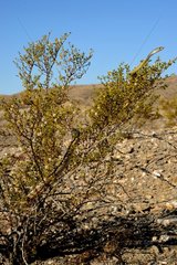 Desert striped Whipsnake - Mohave desert California